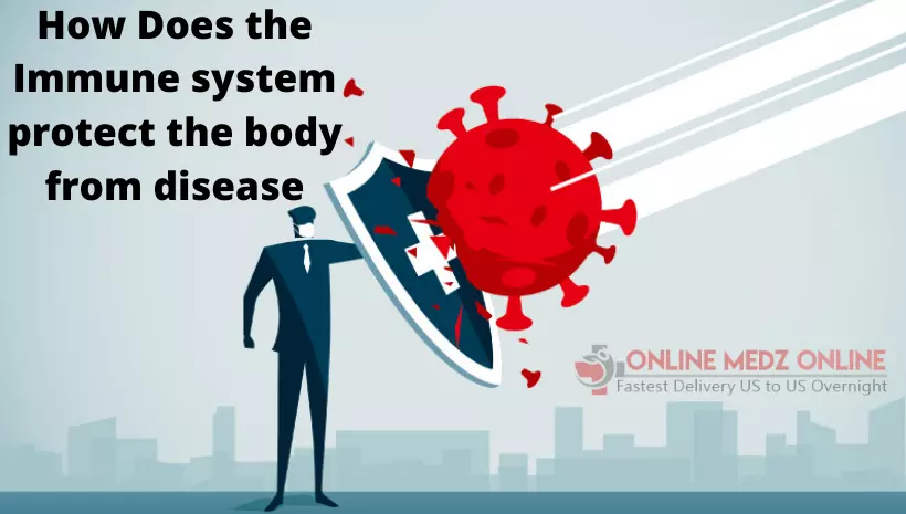 How does the immune system protect the body from disease?